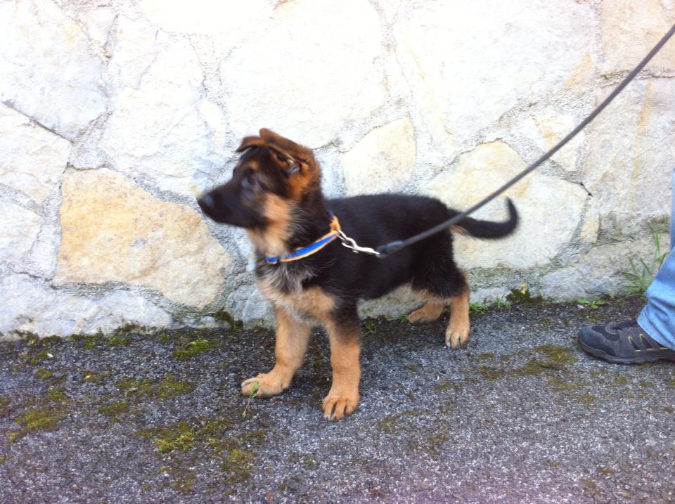 Mori german sheppard