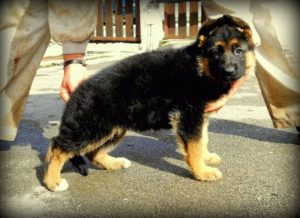 Criadores de Pastor Alemán