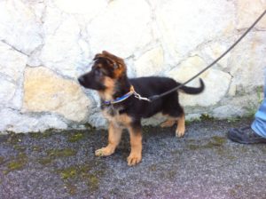 criadores de Pastor Alemán