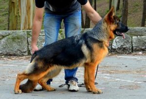 Criadores de PAstor Alemán